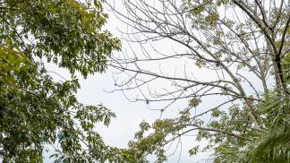 romaria_vicentina_2026